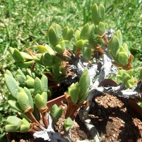 Braunsia apiculata green and old leaves